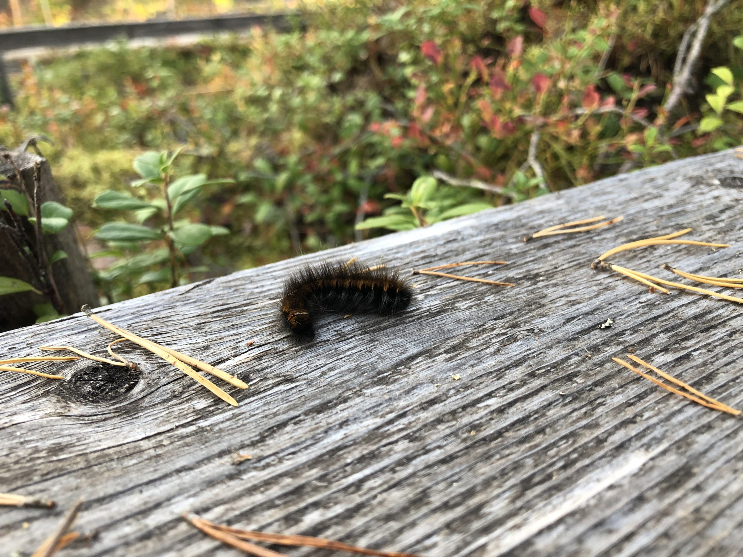 Open Forest exploration – visiting Hyytiälä