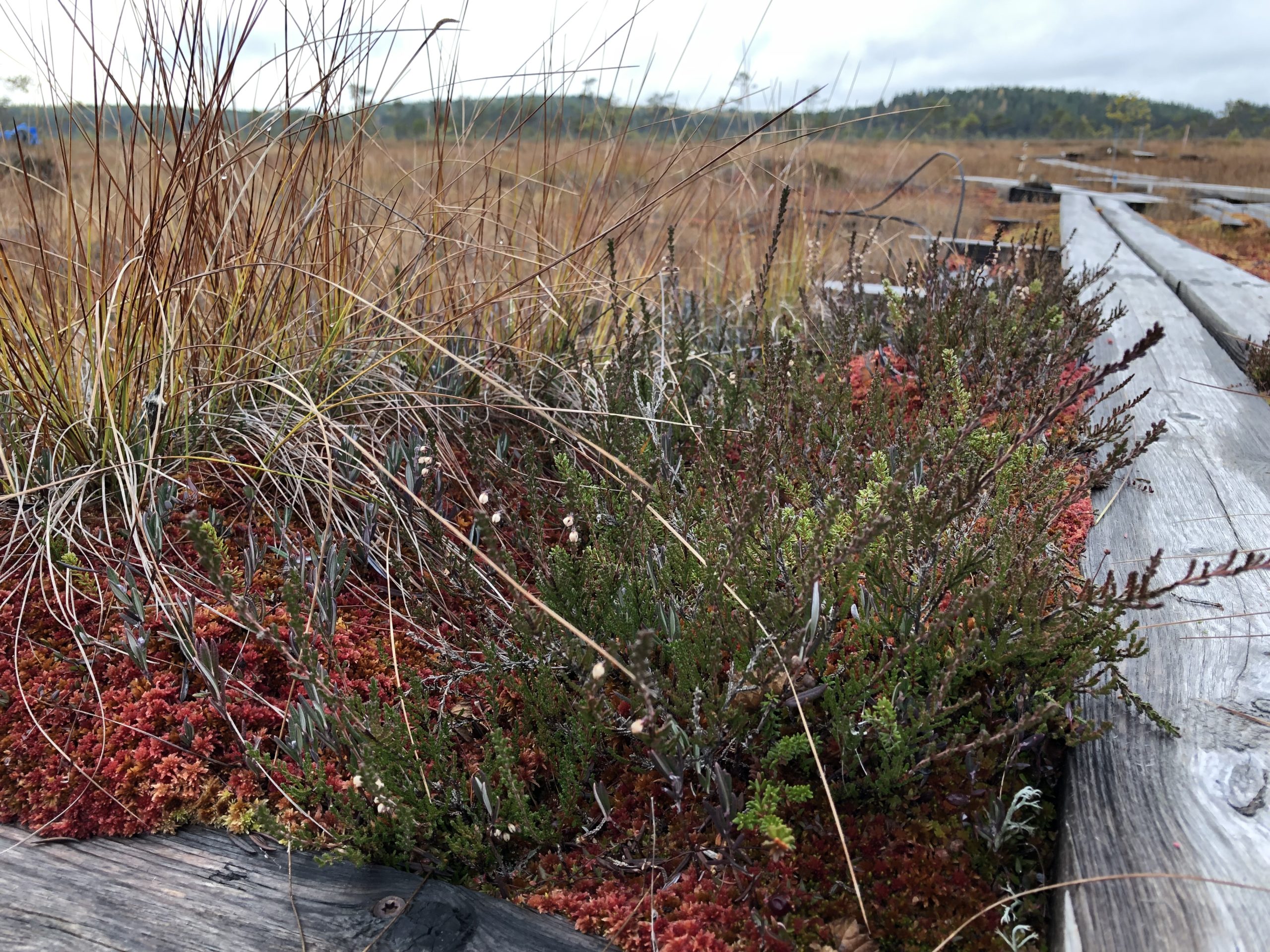 Sikaneva Swamp / Autum 2019